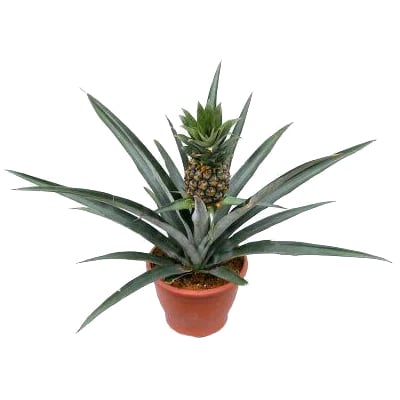 Экзотические комнатные растения