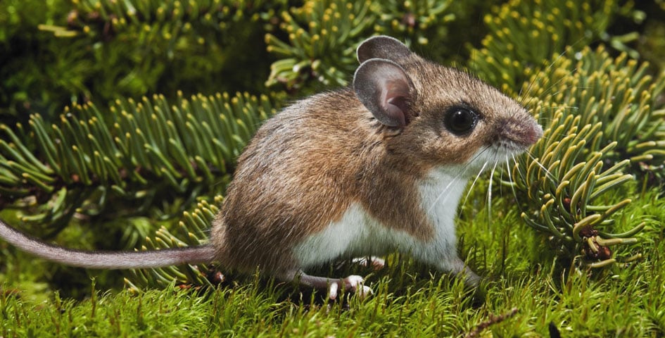 ТОП-26 самых эффективных способов избавления от мышей и крыс на дачном участке