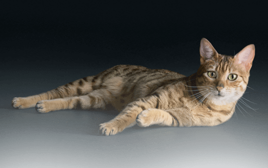 Для чутливого травлення 2