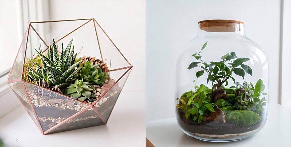 Мини-сад за стеклом: как создать флорариум | Канал «О!» | Дзен