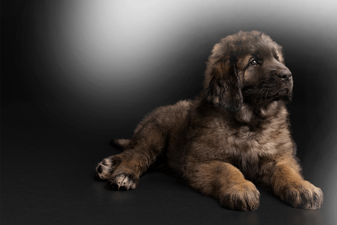 Для цуценят 2